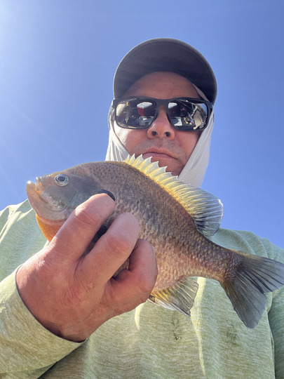 Sunfish