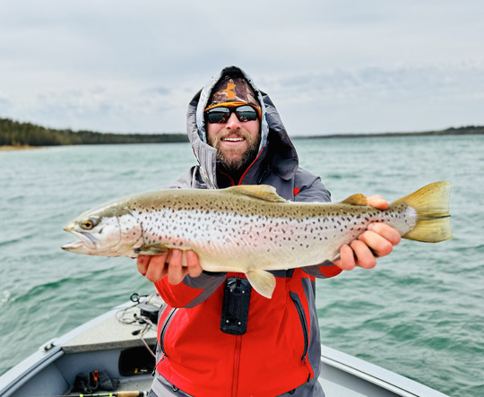 Brown Trout