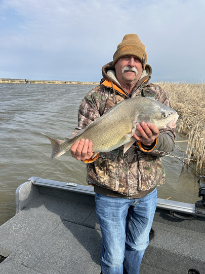 Freshwater Drum