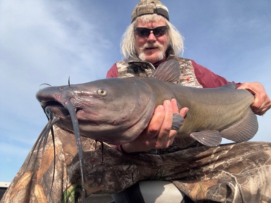 Channel Catfish