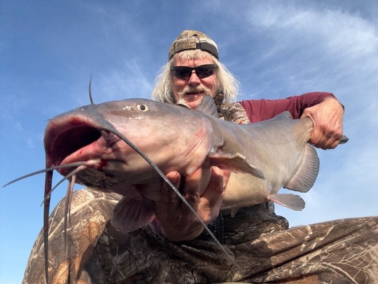Channel Catfish