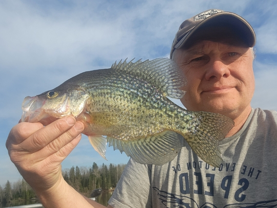 Black Crappie
