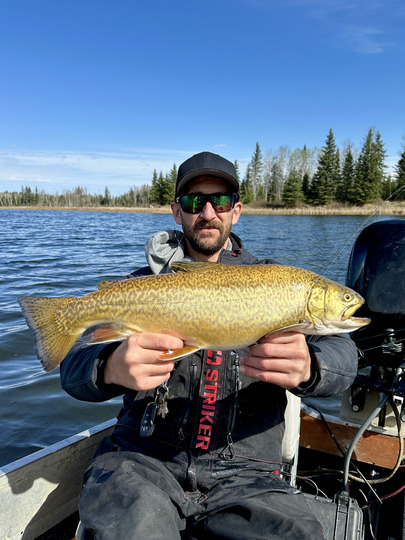 Tiger Trout
