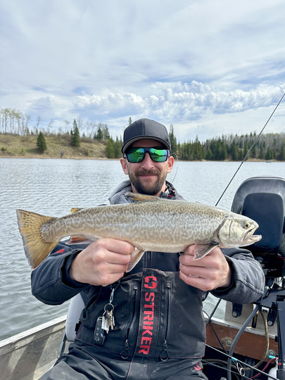 Tiger Trout