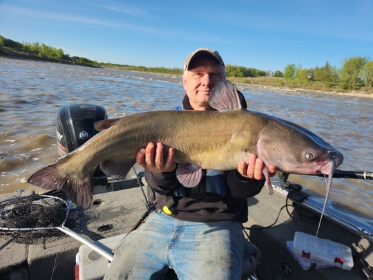 Channel Catfish