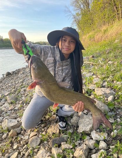 Channel Catfish