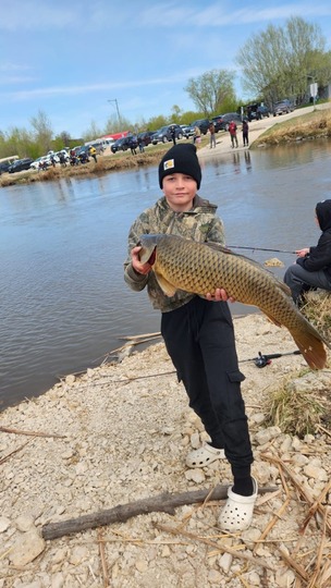 Common Carp