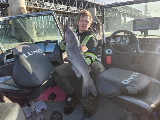 Channel Catfish