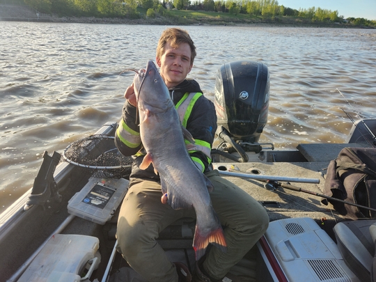 Channel Catfish