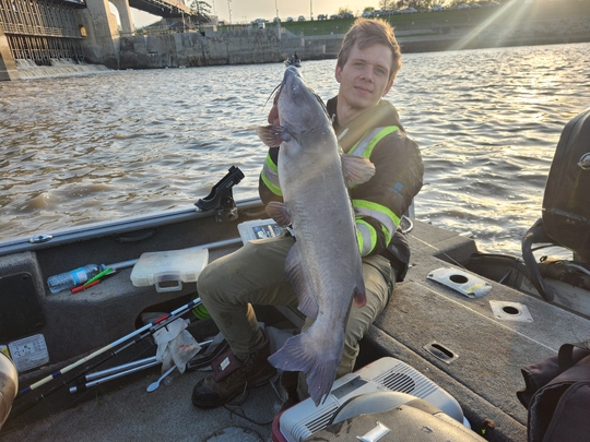 Channel Catfish
