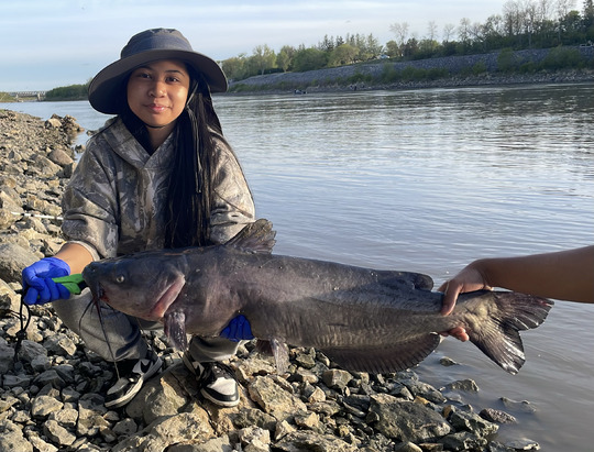 Channel Catfish