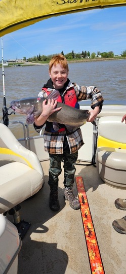 Channel Catfish