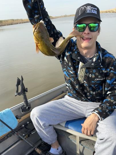 Bullhead