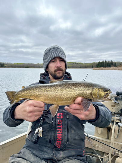 Tiger Trout