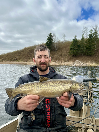 Tiger Trout