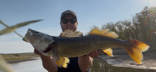 Walleye