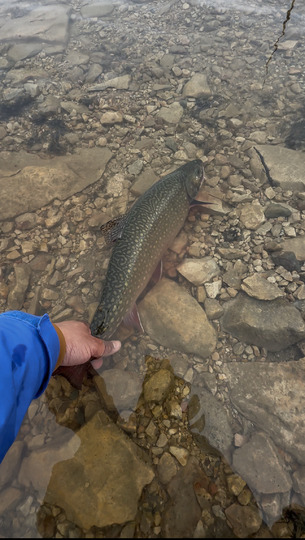 Brook Trout