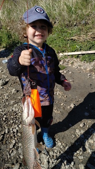 Northern Pike