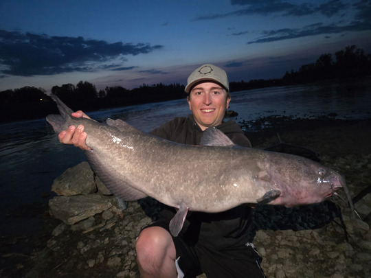 Channel Catfish