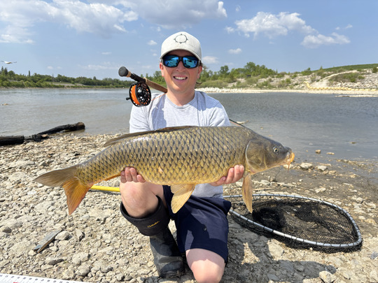 Common Carp