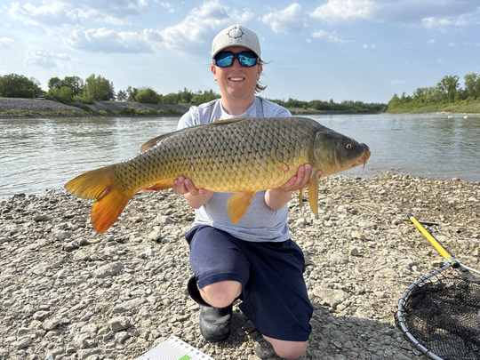 Common Carp