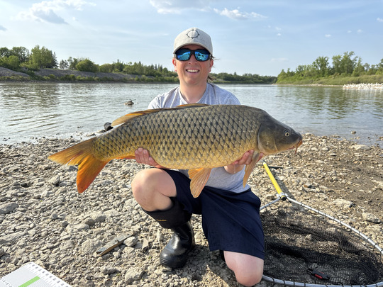 Common Carp
