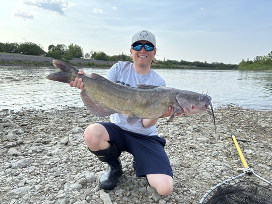 Channel Catfish