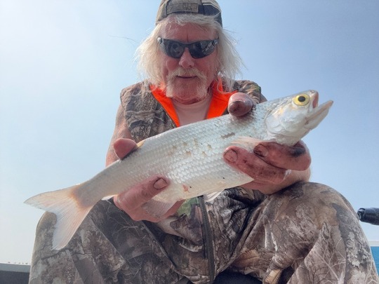 Goldeye