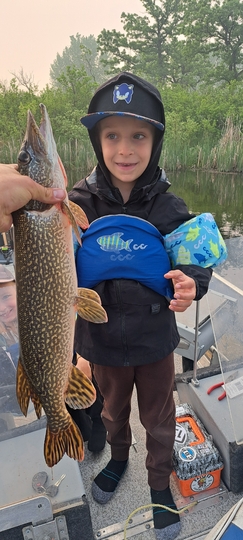 Northern Pike