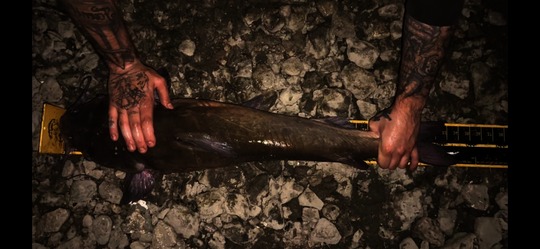 Lake Whitefish
