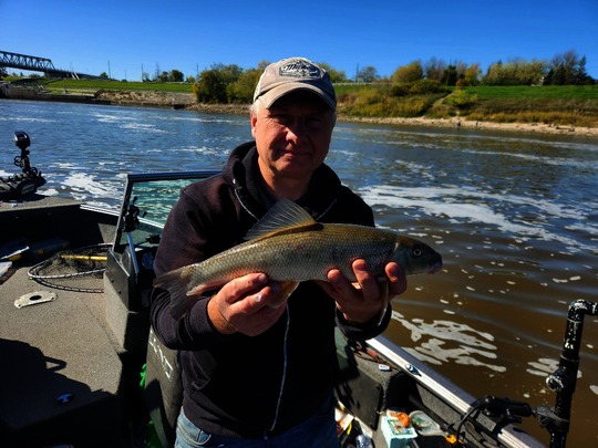 Lake Whitefish