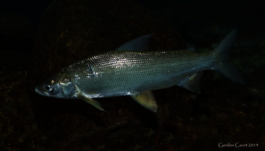 Lake Whitefish