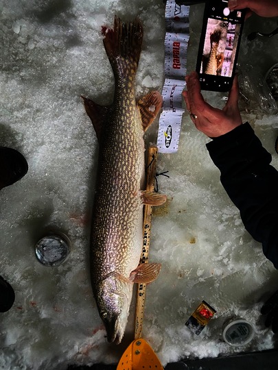 Arctic Char