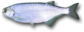 Goldeye