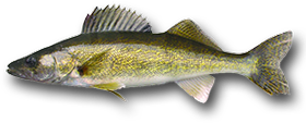 Walleye