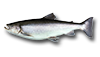 Arctic Char