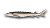 Lake Sturgeon