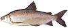 Lake Whitefish
