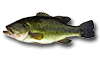 Largemouth Bass