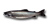 Splake