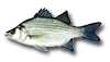 White Bass